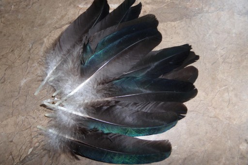 Zdjęcie oferty: Pióra lotki ozdobne pawie skrzydła naturalne czarn