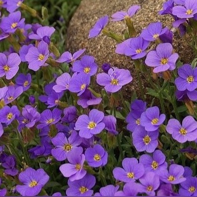 Zdjęcie oferty: Żagwin ogrodowy niebieski    blaumeise    Sadzonki