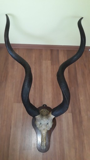Zdjęcie oferty: Poroże antylopy Kudu