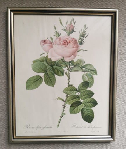 Zdjęcie oferty: Stara grafika. Litografia. Kwiaty, róża, róże