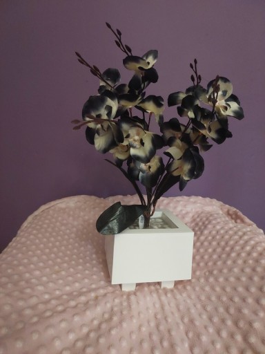 Zdjęcie oferty: Nowy czarno-biały storczyk pięcio-pędowy orchidea 