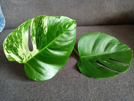 Zdjęcie oferty: Monstera deliciosa variegata