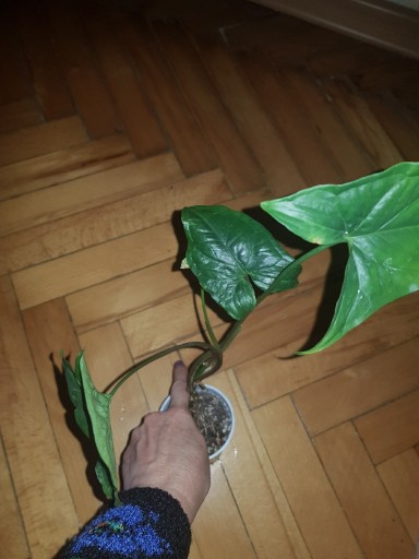 Zdjęcie oferty: Syngonium, podophyllum, Emerald Gem rewersja