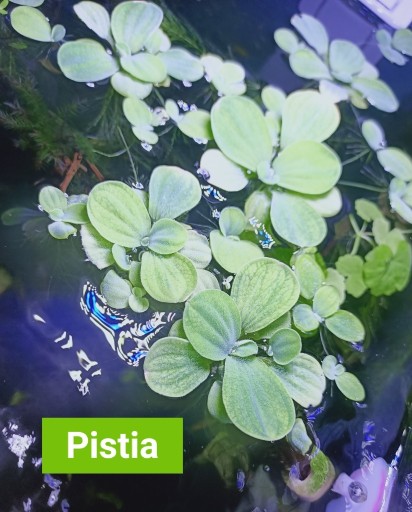 Zdjęcie oferty: PISTIA, ROGATEK Świderek-ślimak, rośliny akwariowe