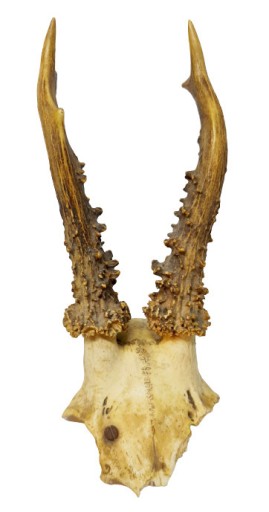 Zdjęcie oferty: Parostek parostki kozioł poroże trofeum czaszka