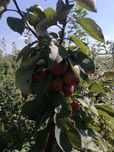 Zdjęcie oferty: Jabłoń rajska