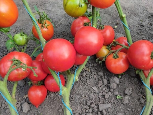 Zdjęcie oferty: Kolekcjonerskie nasiona Pomidora Trapezista