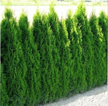 Zdjęcie oferty: Tuja Szmaragd Thuja Smaragd 40/60cm w donicy