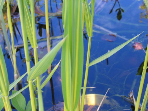 Zdjęcie oferty: Trzcina kolorowa, sadzonki, na oczko wodne