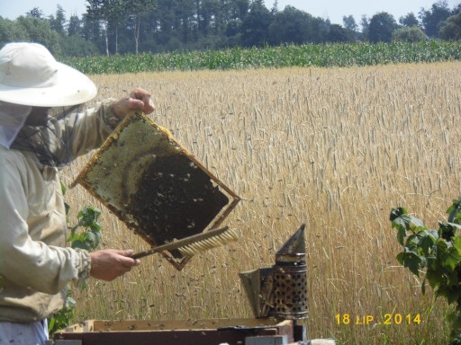 Zdjęcie oferty: Warszawskie Poszerzane odkłady pszczele 2024