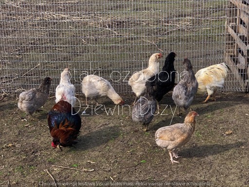Zdjęcie oferty: Araucan araucana i inne 30 ras jaja lęgowe i ptaki