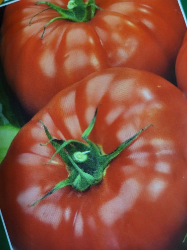 Zdjęcie oferty: Sadzonki pomidora Faworyt