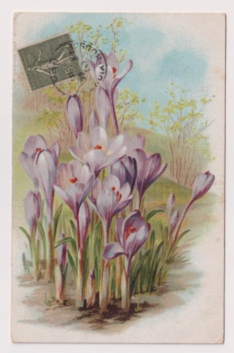 Zdjęcie oferty: Krokusy Kwiaty  1910r. LITOGRAFIA 