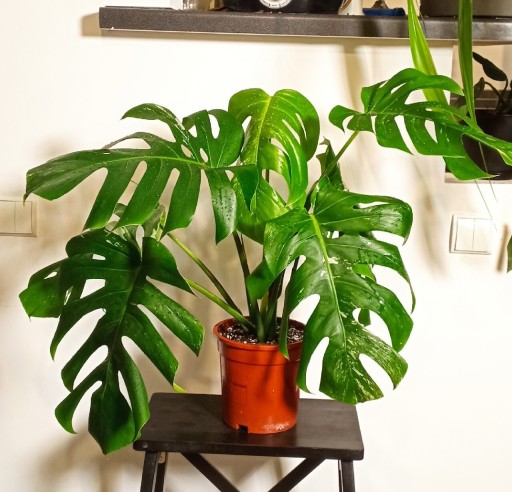 Zdjęcie oferty: Monstera deliciosa variegata 