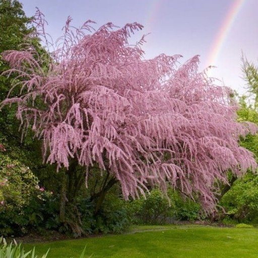 Zdjęcie oferty: Tamaryszek drobnokwiatowy-różowa chmura kwiatów