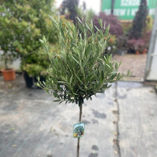 Zdjęcie oferty: Oliwka Europejska / Olea Europea / Pień 100cm 