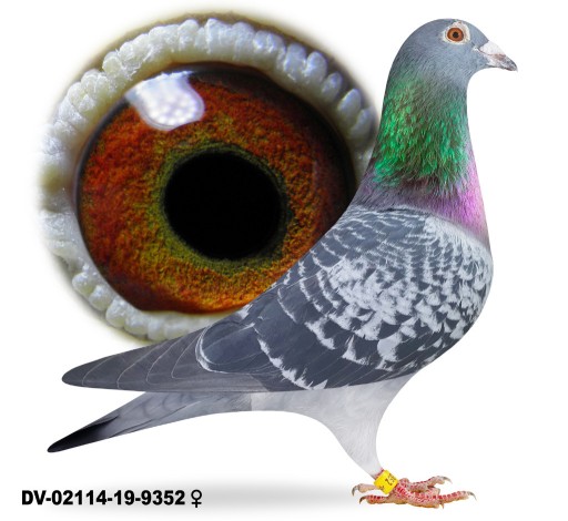 Zdjęcie oferty: Samica Oryg. Team Schlief Stiens  100 % Leo Heremans 