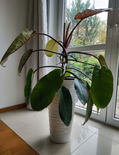 Zdjęcie oferty: Philodendron Prince of Orange