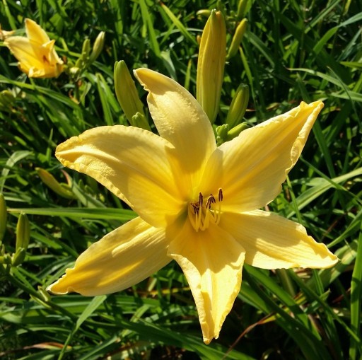 Zdjęcie oferty: wielki ŻÓŁTY liliowiec kwiaty jak gwiazda 12 kępek