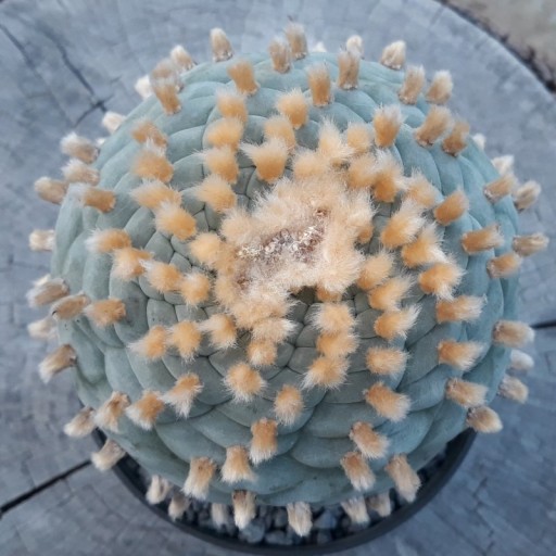 Zdjęcie oferty: Lophophora williamsii