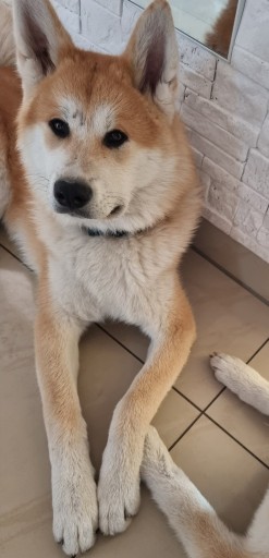 Zdjęcie oferty: Akita Inu