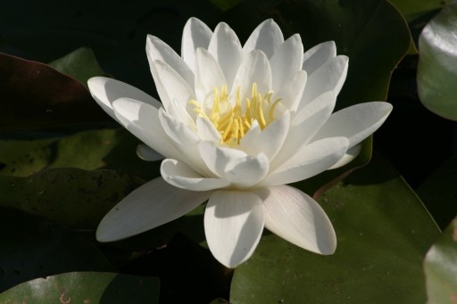 Zdjęcie oferty: Lilia wodna Alba  biała  ładna sadzonka 