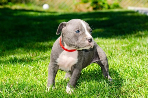 American Pitbull Blue Nose Cena Pit Bull Staffy With Kids