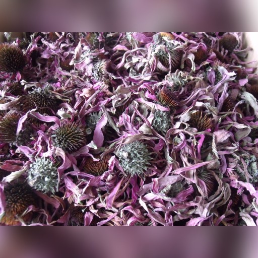 Zdjęcie oferty: Jeżówka purpurowa suszony kwiat ziele susz500g BIO