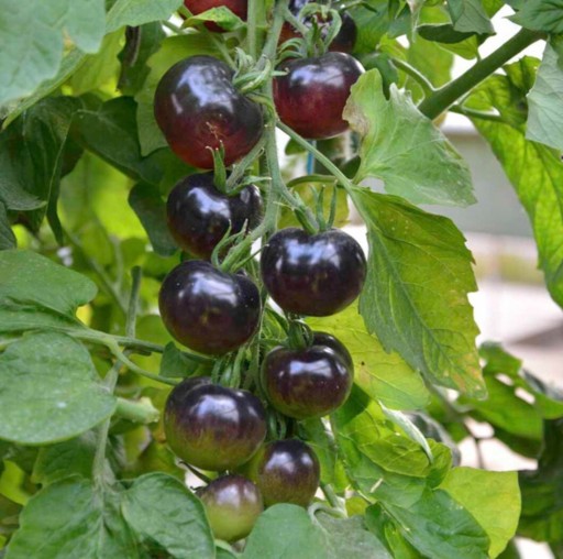 Zdjęcie oferty: Pomidor czarny Black Cherry. Sadzonka rozsada.