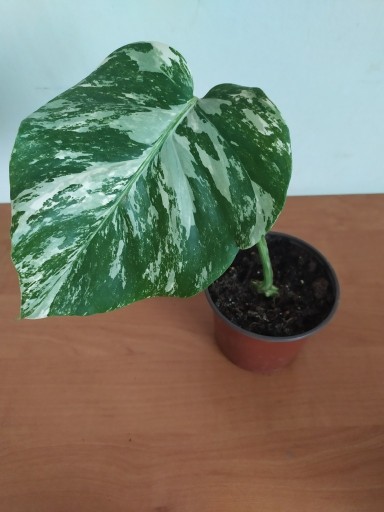 Zdjęcie oferty: Monstera Variegata