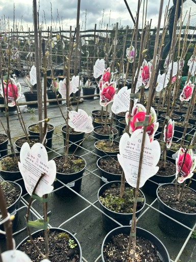 Zdjęcie oferty: Magnolia - GENIE - czerwono bordowe kwiaty