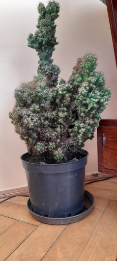 Zdjęcie oferty: Cereus okolo 30 lat