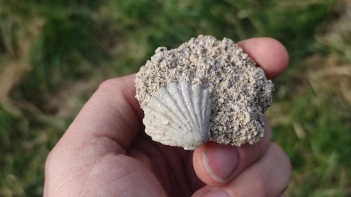 Zdjęcie oferty: Miocen, Pecten , małż mioceńska, skamieniałosci 