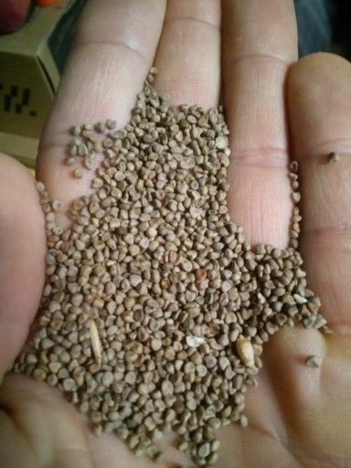 Zdjęcie oferty: nasiona slazowca pensylwanskiego