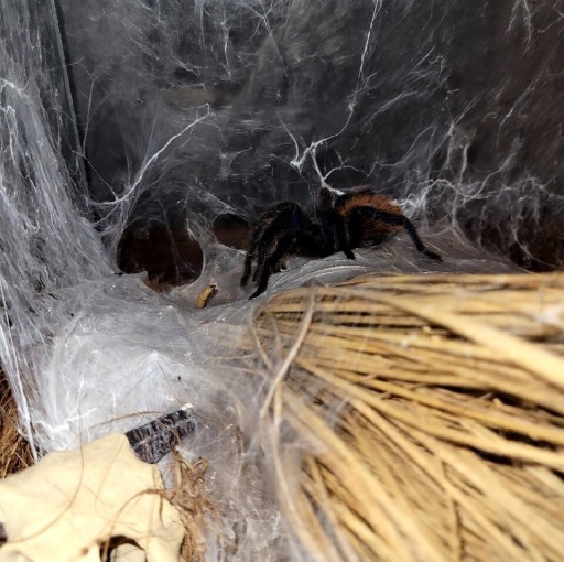 Zdjęcie oferty: Chromatopelma cyaneopubescens samica około 6dc