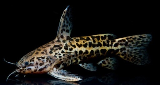 Zdjęcie oferty: Liosomadoras oncinus - Kirys jaguarowy - RARYTAS