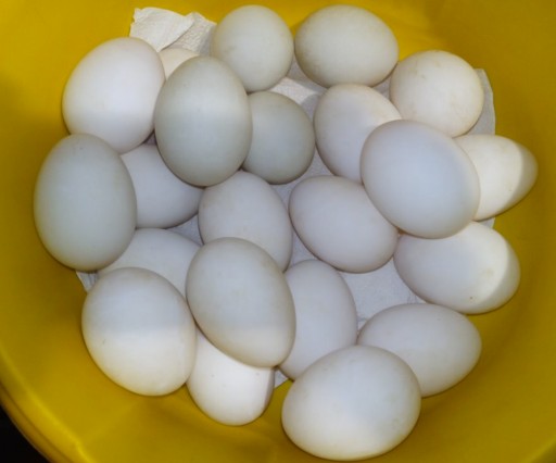 Zdjęcie oferty: Jajka, jaja kacze, kaczka staropolska