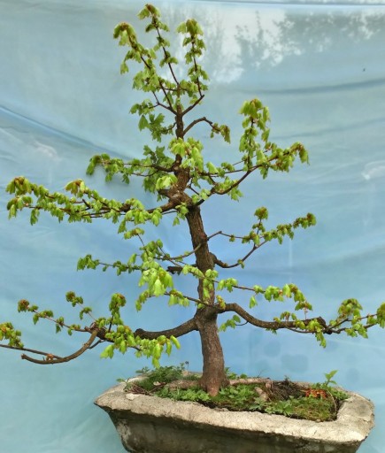 Zdjęcie oferty: bonsai