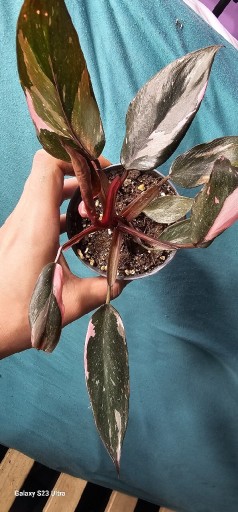 Zdjęcie oferty: Philodendron Pink Princess Marble