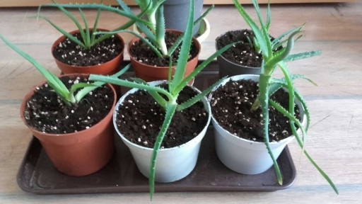 Zdjęcie oferty: Aloes leczniczy, zwyczajny, roślina w doniczce