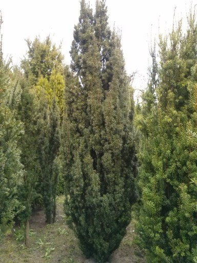 Zdjęcie oferty: Cis pospolity Taxus Baccata Piramidalis 230 cm.