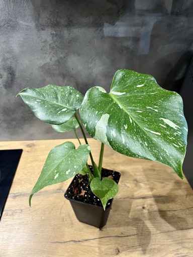 Zdjęcie oferty: Monstera Thai constellation. VARIEGATA