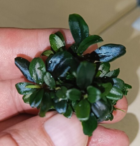 Zdjęcie oferty: Bucephalandra Serimbu Brown rarytas piękna