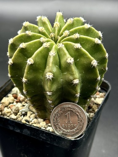 Zdjęcie oferty: kaktus Echinopsis hybryd 23-2000