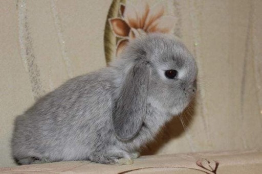 Zdjęcie oferty: Mini Lop króliki miniaturki o łagodnym charakterze