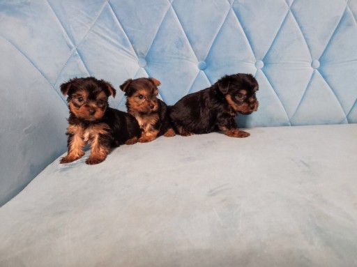 Zdjęcie oferty: Yorkshire terrier szczenięta 