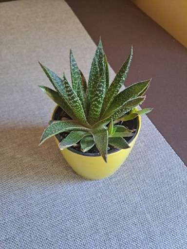 Zdjęcie oferty: Sprzedam aloes ościsty sadzonki 