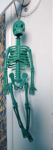 Zdjęcie oferty: Szkielet człowieka 