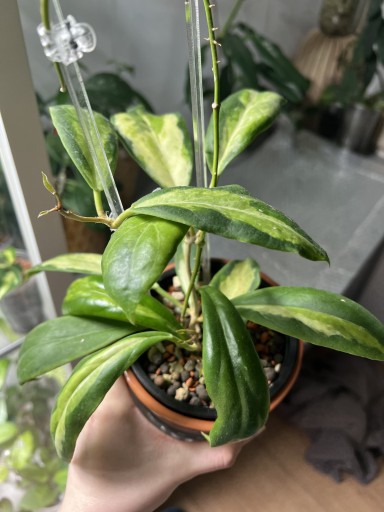 Zdjęcie oferty: Hoya INCRASSATA VARIEGATA | hoja