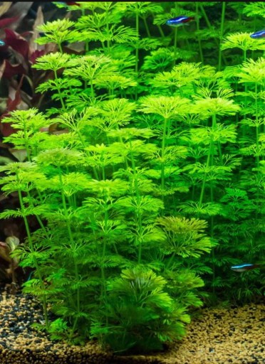 Zdjęcie oferty: Limnophila Sessiliflora ZESTAW !